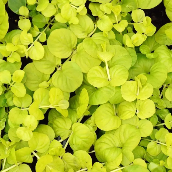 Lysimaque 'Aurea'
