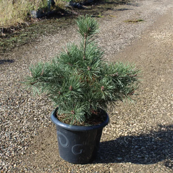 Pin sylvestre 'Repens'