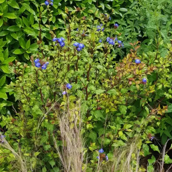 Plumbago de chine