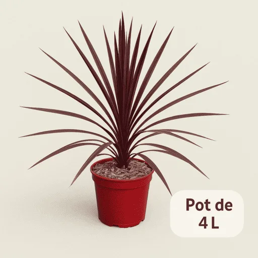 Cordyline 'Paso Doble'