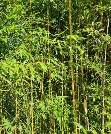Bambou doré