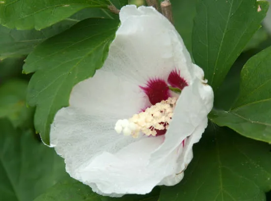 Althéa 'China chiffon'