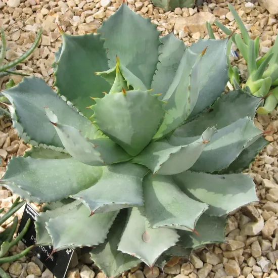 Agave  'Vereschaffeltii'