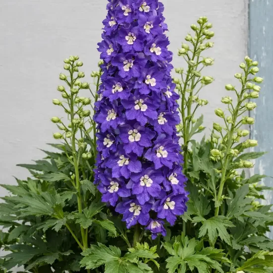 Delphinium 'Glitzi'
