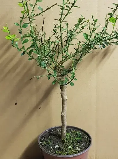 Citronnier caviar 'Rose'