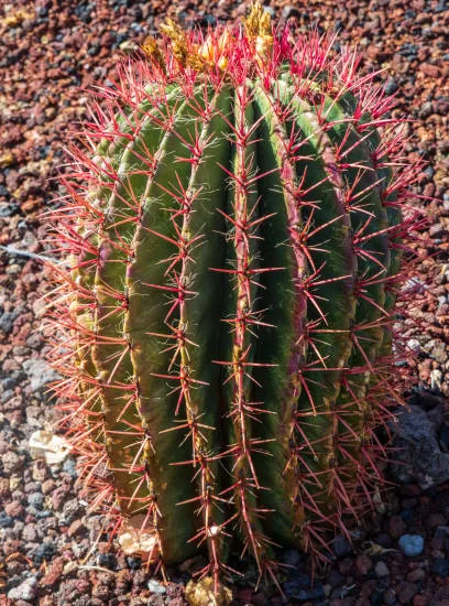 Cactus féroce 'pilosus'