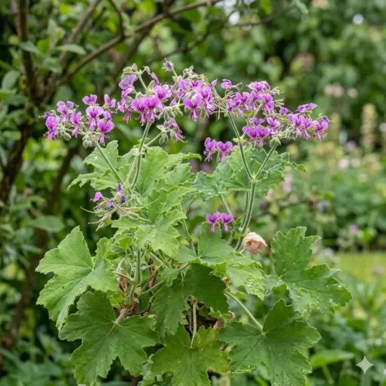 Géranium au parfum de muscade ' '