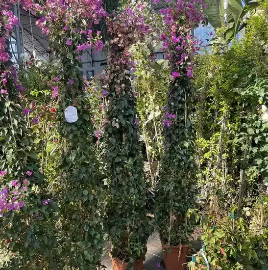 BOUGAINVILLEA glabra sanderiana
