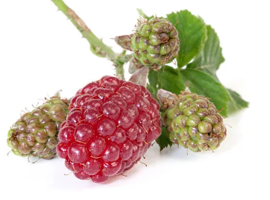 Mûre 'Medana tayberry'