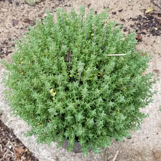 Thym 'Compactus'