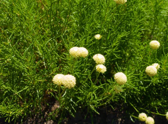 Santoline petit-cyprès 'Lemon fizz'
