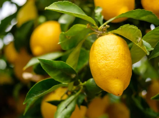 Citronnier 4 saisons