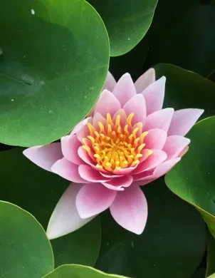 Nénuphar 'Marliacea carnea'