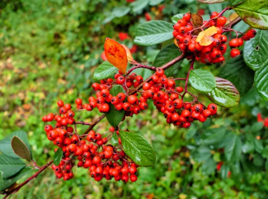 Cotonéaster laiteux