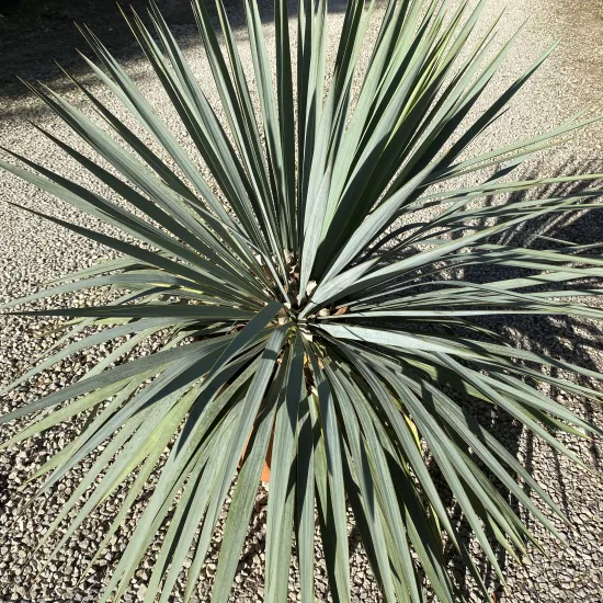 Yucca 'French flag'