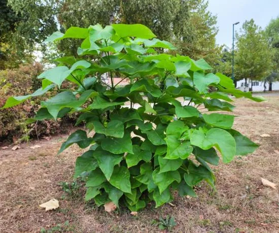 Catalpa commun