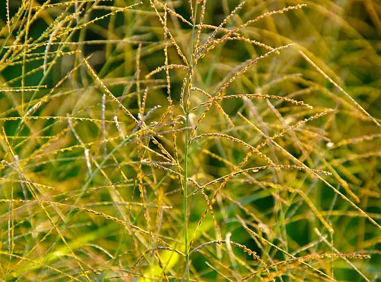Laîche Glauque
