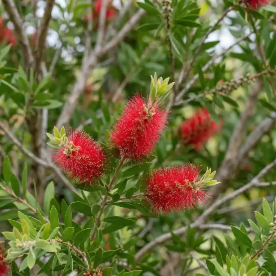 Rince-bouteilles 'Outback fire'
