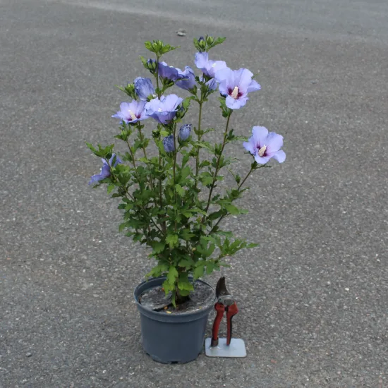 Althéa 'Oiseau bleu'