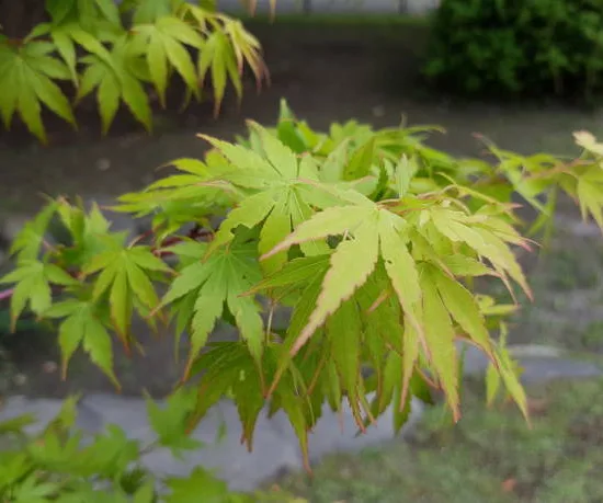 Érable du japon 'Sango kaku vert'