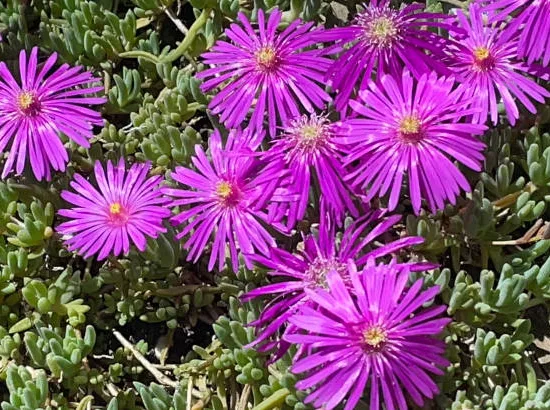 Delosperma 'Table mountain'