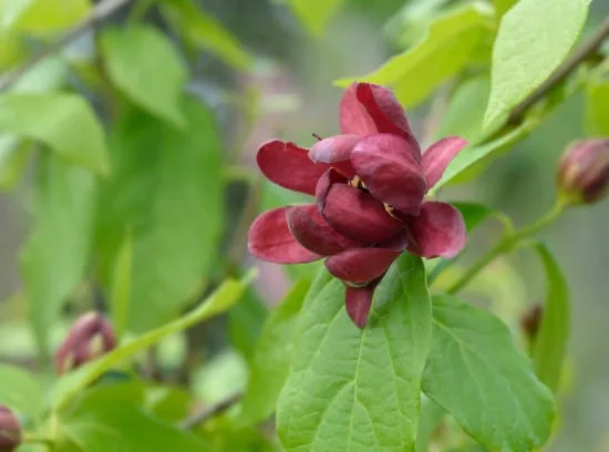 CALYCANTHUS ' Aphrodite'