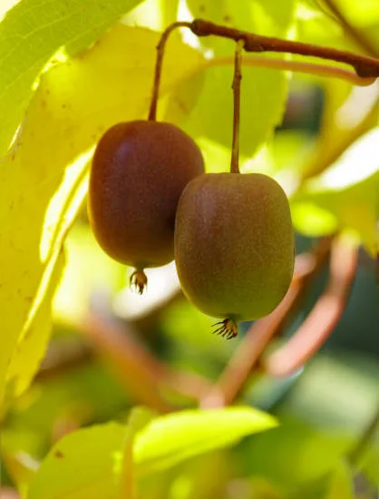 Kiwi 'Redumbo femelle'