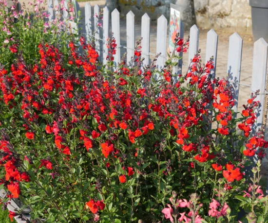 Sauge microphylle rouge