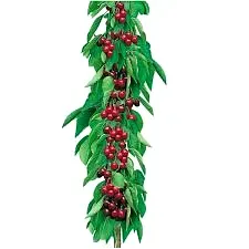 Cerisier 'Shangai'