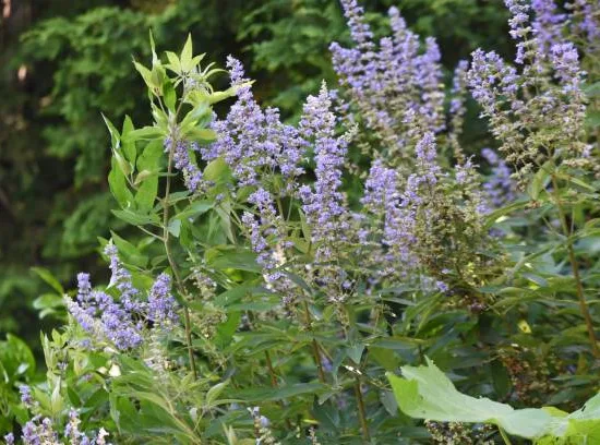 Gattilier trifolié