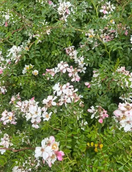 Rosier 'Napi'