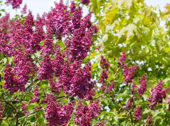 Lilas commun 'Charles joly rouge'