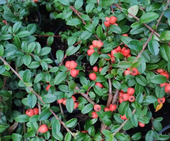 Cotonéaster de Franchet ou Cotonéastre de Franchet