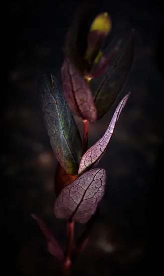 Lophomyrthus 'Magic dragon'