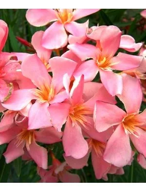 Laurier rose 'Tito Poggi'