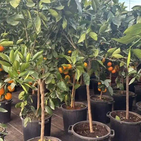 Mandarinier 'Satsuma'
