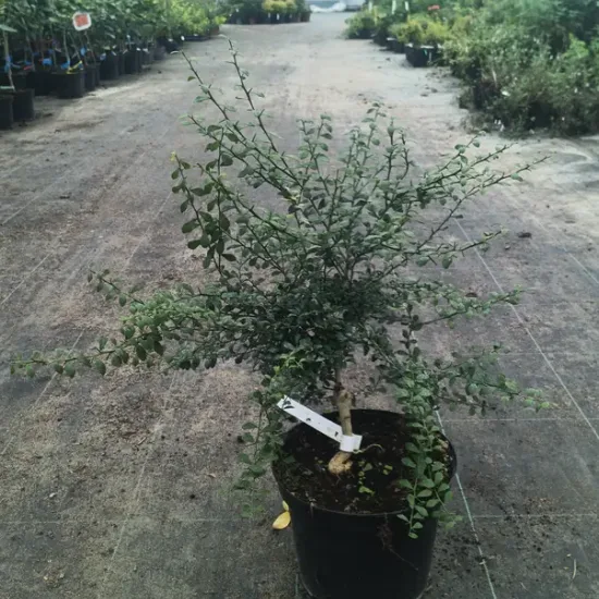 Citronnier caviar 'Green finger'