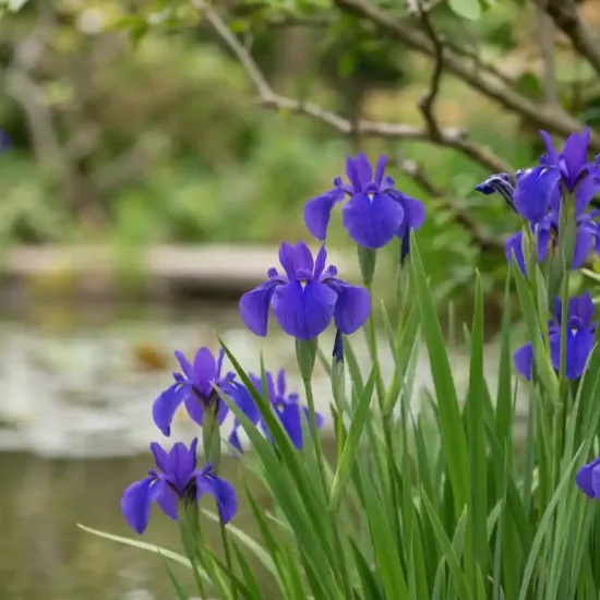 L'iris d'eau japonais