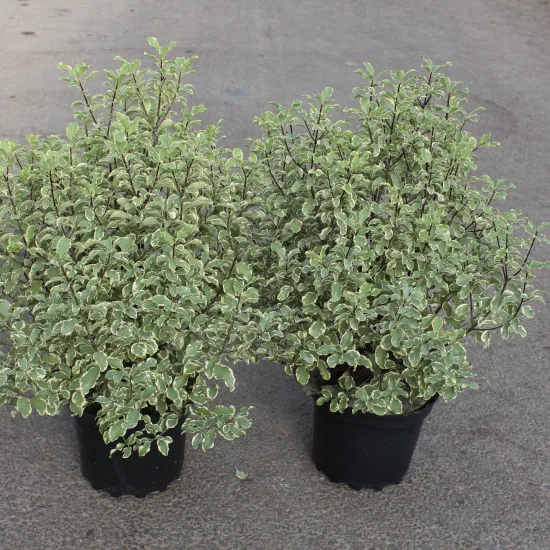Pittospore 'Variegatum'