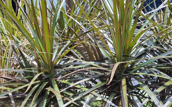 Cordyline 'Choco mint'