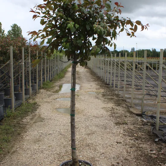 Pommier d'ornement 'Courtarou'