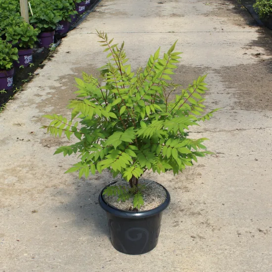Fausse spirée à feuilles de sorbier 'Sem'