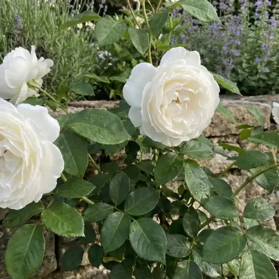 Rosier 'Henri salvador '