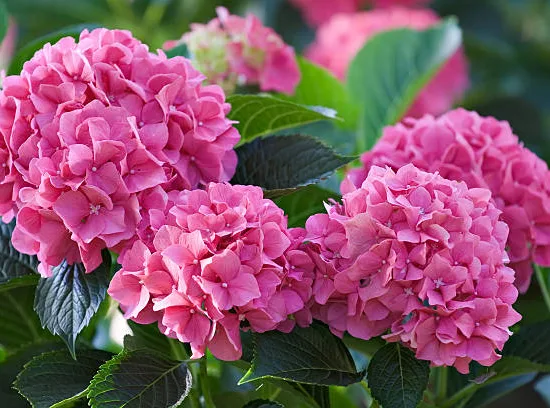 Hortensia 'Rose'