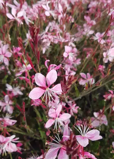Gaura 'Siskiyou pink'