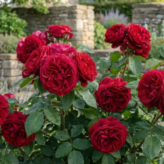 Rosier 'Drakkar  '