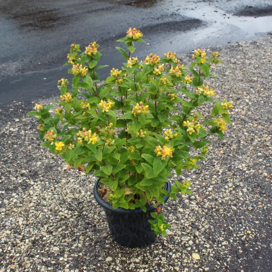 Millepertuis 'Magical beauty'