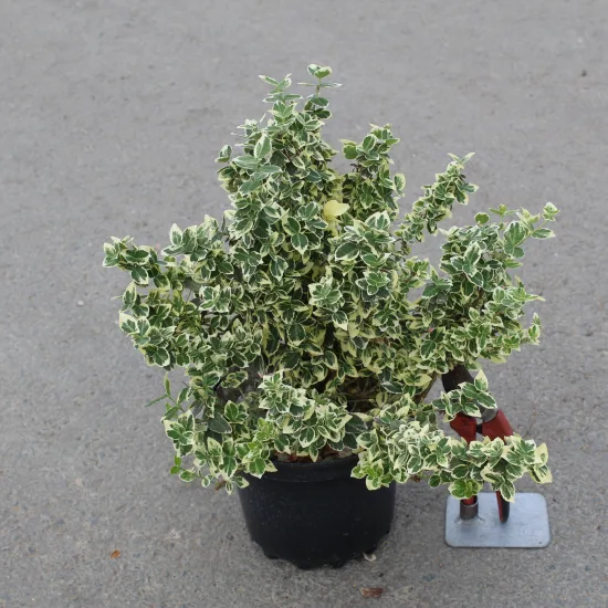 Fusain de fortune 'Emerald gaiety'