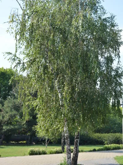 Bouleau verruqueux 'Cepee'