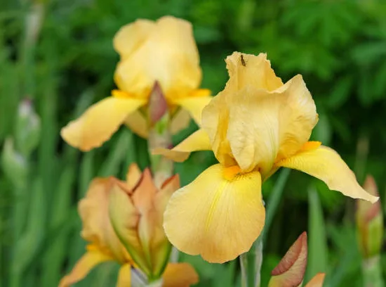 Iris nain 'Brassie jaune'